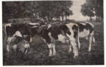 Ludecke, August , Milking"" -