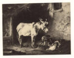 Voltz, Friedrich Johann , Ritratto di asino