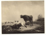 Voltz, Friedrich Johann , Mucche