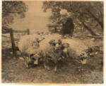 Zugel, Heinrich , Schafe mit madchen