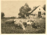 Zugel, Heinrich , Paesaggio con animali