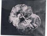 Ernst, Max , Fleur Coquille