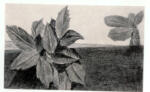 Ernst, Max , Fiori