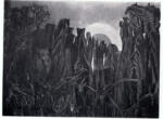 Ernst, Max , La foret