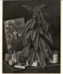 Schultze, Bernard , Stilleben