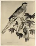 Anonimo inglese sec. XIX , Flowers and Bird Drawings