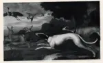 Barlow, Francis , - caccia alla lepre con cani , - caccia alla lepre con cani