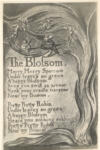 Blake, William , - The Blossom