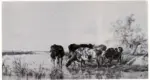 Cooper, Thomas Sidney , Cattle Watering -