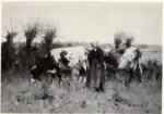 Gauld, David , Cattle Grazing -