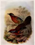 Gould, John , Birds of Asia
