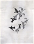 Gould, John , A Monograph of the Trochilidae, or, Family of Humming Birds -