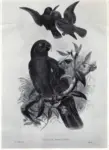Gould, John , The Birds of New Guinea and the adjacent Papuan Islands