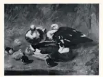 Herring, John Frederick , Muscovy ducks with their young