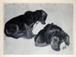 Landseer, Edwin Henry , Two studies of a Dachshund