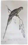 Lear, Edward , Bird Drawings -