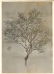 Leighton, Frederic , Study of a lemon tree -