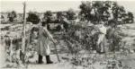 Lochhead, John , The kitchen garden -