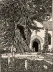 Newill, Mary L. , Study of Yew-tree