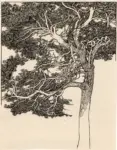 Newill, Mary L. , Study of scotch fir