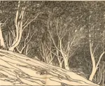 Newill, Mary L. , Study of ilex trees