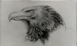 Ruskin, John , Testa di aquila reale -