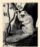 Shaw, , Silever-haired-Monkey -