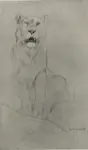 Swan, John Macallan , Study of a Lioness