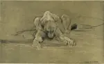 Swan, John Macallan , Studio di un leone