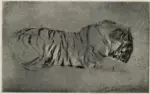 Swan, John Macallan , Study of a Tiger