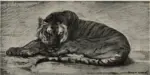 Swan, John Macallan , Study of a Tiger