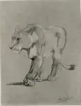 Swan, John Macallan , Study of a Lioness
