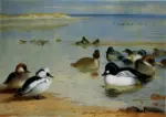 Thorburn, Archibald , Smew and Goldeneye