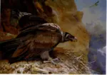 Thorburn, Archibald , Lammergeyer, or bearded vulture