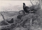 Thorburn, Archibald , Gruppo di uccelli