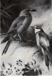 Thorburn, Archibald , Bee Eater and Roller -