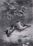 Thorburn, Archibald , Bull Finches