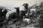 Watson, Robert , Sheep in the Highlands