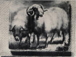 Wilkie, David , Le pecore