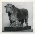 Haseltine, Herbert , A Herefold Bull