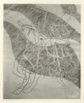 Hayter, S. William , Georges Hugnet - Illustrazioni dell'Apocalisse