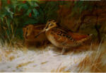 Thorburn, Archibald , Woodcock, Wintertime