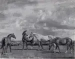Anonimo , Munnings, Sir Alfred - sec. XX - Horses at Grass