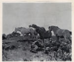 Munnings, Sir Alfred , A Boy with a Herd of Ponies -