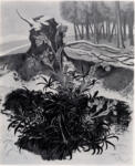 Nash, John , Winter Hellebores