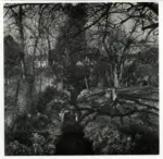 Sanders, David , Foresta