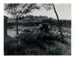 Mauve, Anton , Cabbage Picking