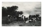 Savry, Hendrik , Cattle and Sheep in Summer Pastures -