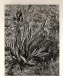 Van Gogh, Vincent , Pianta di Iris