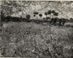 Van Gogh, Vincent , Campo di papaveri